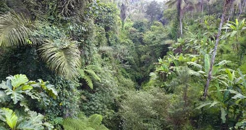 Une forêt magnifique et une végétation des plus sauvages. Concept de : puissance, aventure, nature et eau.