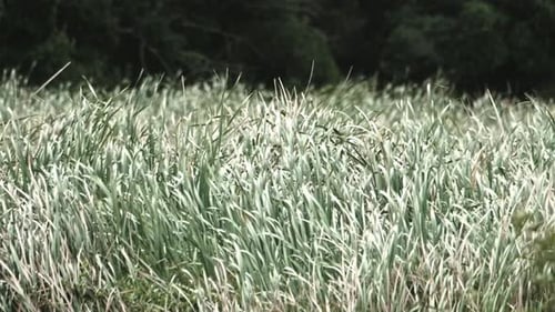 Green and beige reeds sway in the wind