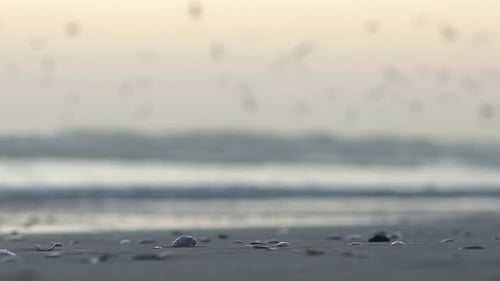 Close up shot of shells and stones on the beach with seagulls flying in the background