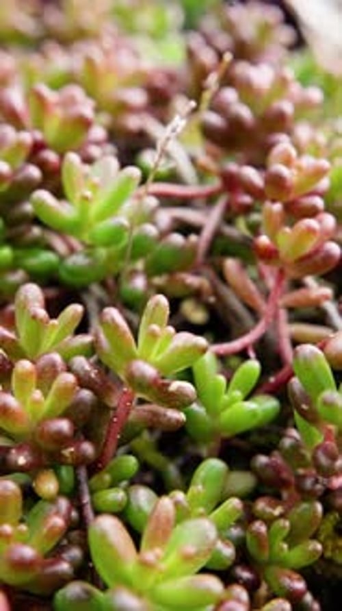 Ensemble de feuillages d'un vert éclatant, un éventail de verdure luxuriante s'épanouissant sous un soleil radieux