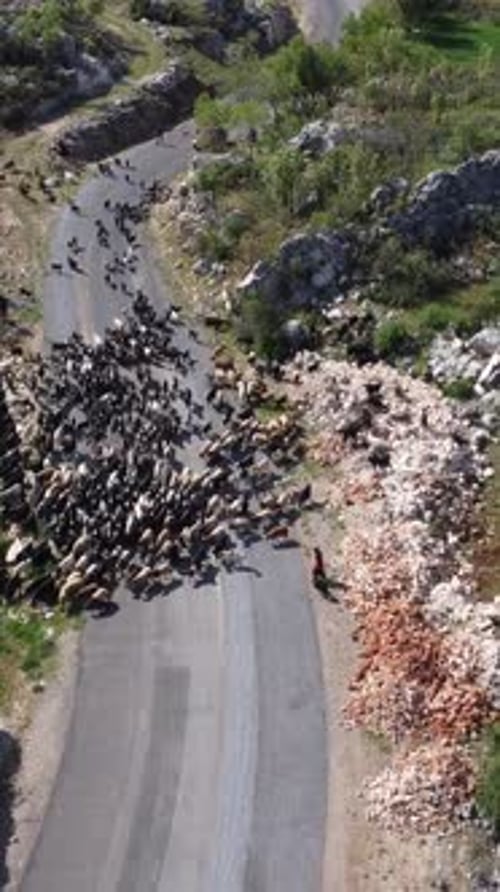 Nomad Forest Road Aerial View