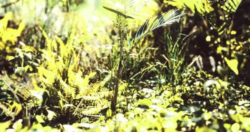 Lush Green Vegetation Thriving in a Tropical Environment During Daylight