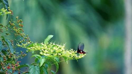 A butterfly on a white flower. It has a red body and black and white wings.