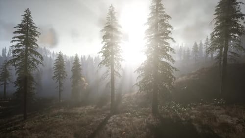 Sun Beams Through Trees