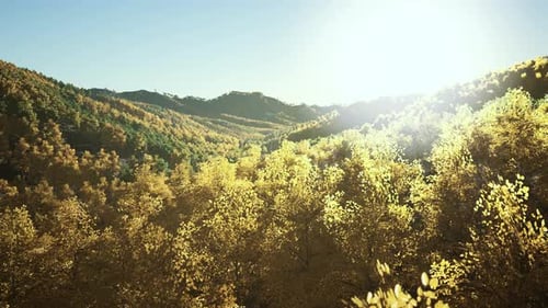 Arbres jaunes magiques qui brillent au soleil