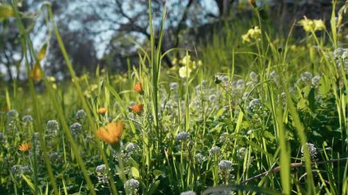 Moving In The Meadow Flowers Land For Spring Season