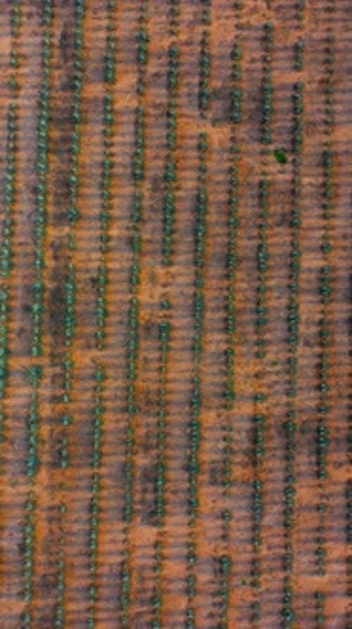 Landscape plantation sowing of agave tequila liquor mezcal maguey plant sown in jalisco Mexico