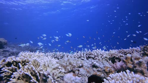 Reef Coral Garden Underwater Life