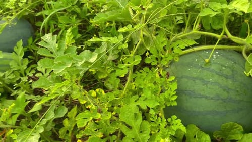 fresh young watermelon fruit on the farm