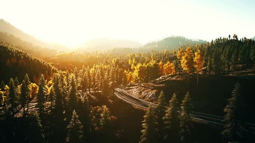 An Empty Road Cutting Through a Lush Forest at Sunset
