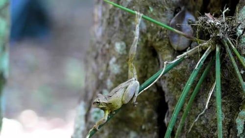 Grüner Frosch steht still im Peten-Dschungel