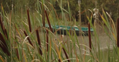 Boat Docked near Cattails on Marshy Lake Shore