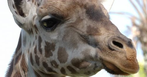 Giraffe, Schnauze, Seitenansicht und dann ein Tier, das in die Kamera schaut