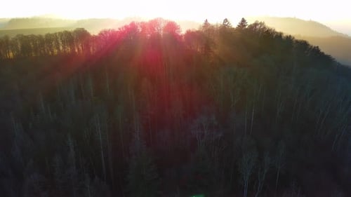 Silhouettes of Coniferous Trees in a Forest in Hilly Valley Against the Background of a Bright Sun