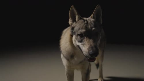 Wolfhound in dark Studio Environment