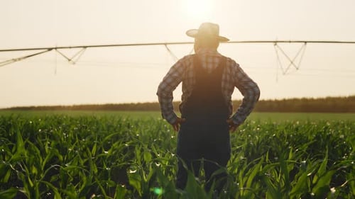 Successful Old Farmer Admiring Huge Agricultural Field and Irrigation Machinery Back View of Old