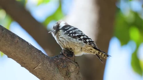 Japanese Pygmy Woodpecker (Yungipicus kizuki) Poops And Takeoff from Tree Trunk Close-up