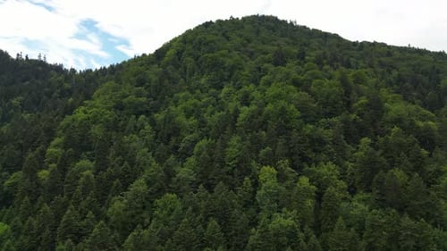 Aerial footage of a green trees in a forest