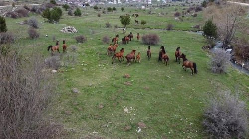 Course à cheval dans la nature