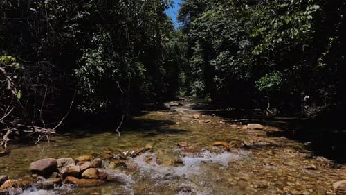 dolly drone Shot of a river bed with water running gently through a jungle rain forest with strong s