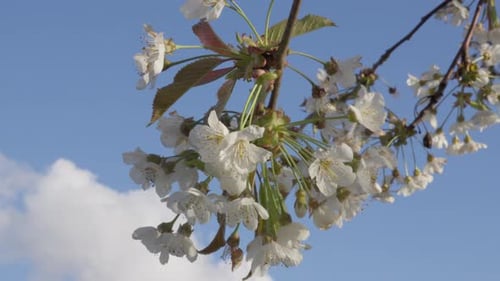 Blooming cherry blossoms against a blue sky backdrop. Close-Up. 4K.
