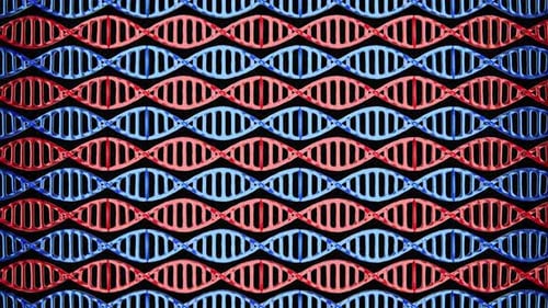 Red and Blue DNA molecules move in a loop in 4K