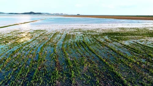 Close up of great egret ,the common egret fishing in the shallow lagoon of the bird sanctuary