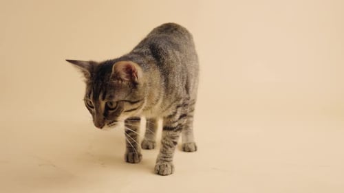 Curious Tabby Cat Walking and Sniffing the Ground