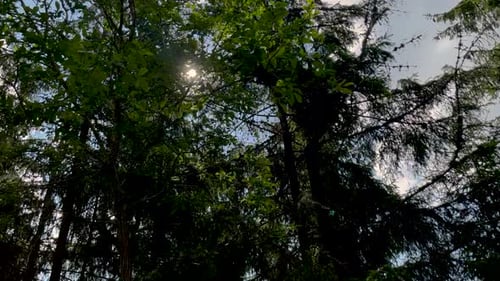 cinematic video from car of coniferous forest, mountain view, meadow and field,