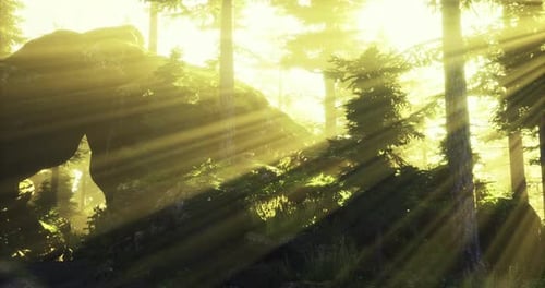 Sunlight Filters Through Forest Trees Creating a Peaceful Natural Environment