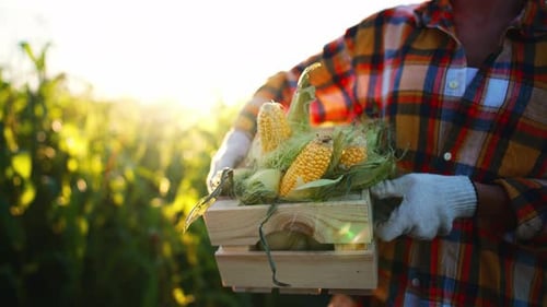 Woman Farm Worker Walk Through Field Carries in Hands Box with Harvested Corn Crop Fresh Organic Eco