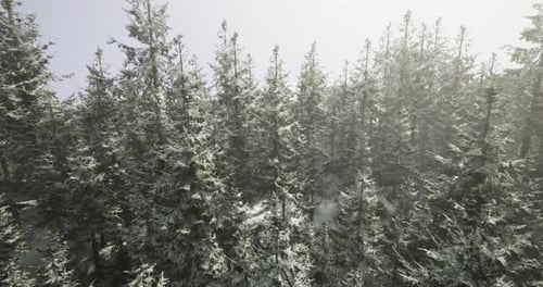 Snow Covered Forest Landscape with Tall Evergreen Trees in Winter Sunlight