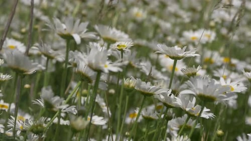 Waving Field of White Daisies and Wildflowers on a Sunny Day