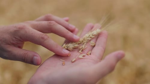 Closeup the Farmer Controls the Quality of the Crop Examines the Ear of Wheat He Works in the Field