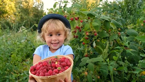 A Child Harvests Raspberries in the Garden Selective Focus