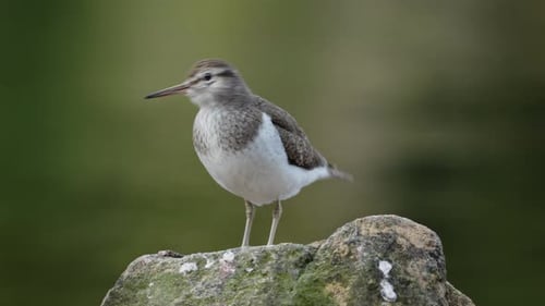 A little sandpiper (bird) sits on a rock by a lake and sings to the surroundings.