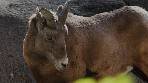 Female Goat Against a Rocky Background