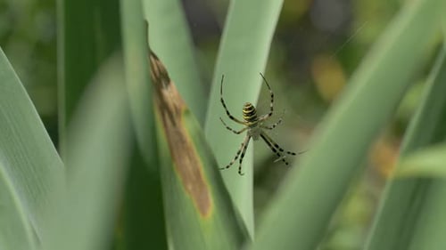 Yellow and Black Striped Spider Holding Still with Legs Stretched Out