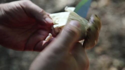 raw forest mushrooms on the lawn