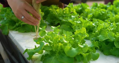 Footage of Happy Young Asian girl farmer working with fresh green oak lettuce salad