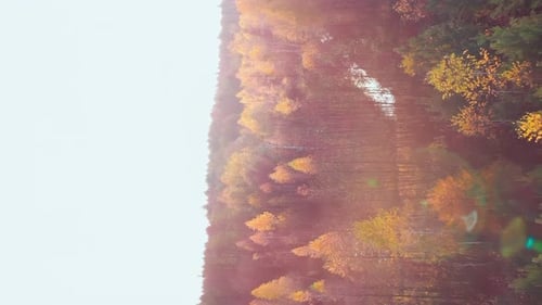 Colorful fall forest with sunlight shining through leaves