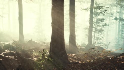 Panoramic View of the Majestic Forest in a Morning Fog