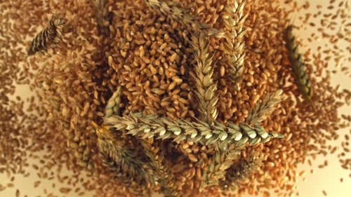 Wheat Grains with Spikelets Fly Up and Fall Down Filmed on a Highspeed Camera at 1000 Fps