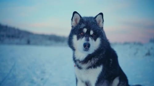 Close Up Of Alaskan Malamute Dog In Snowy Landscape