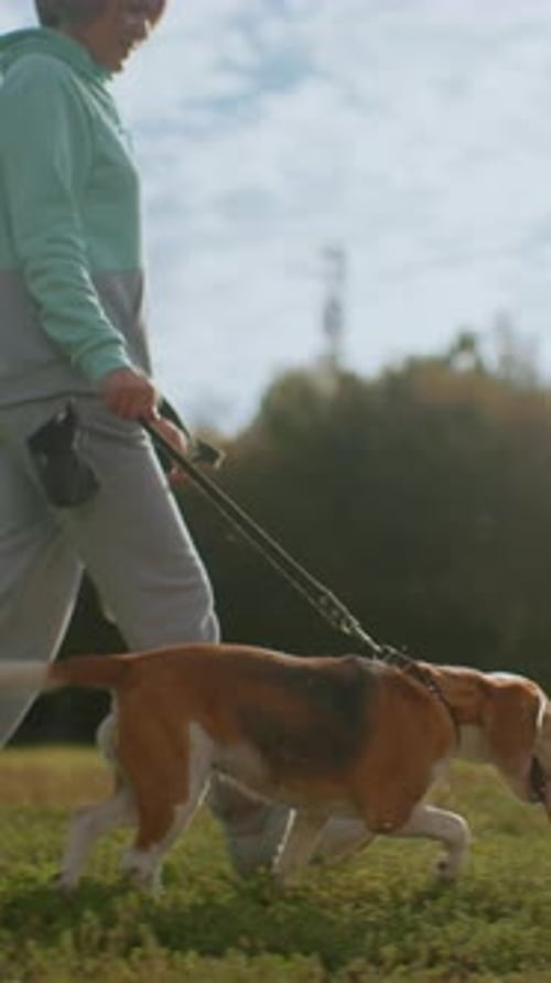 Dog Walk Serenity Calm Morning Stroll Outdoors Gentle Outdoor Walk with Loyal Beagle in Nature