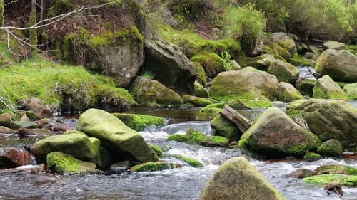 Slow moving forest stream waterfall, nature's serenity scene with tranquil pool below, lush greenery