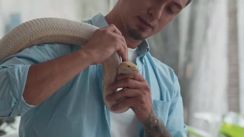 Le propriétaire mâle caresse la peau d'un gros python albinos
