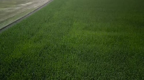 Green corn field aerial view