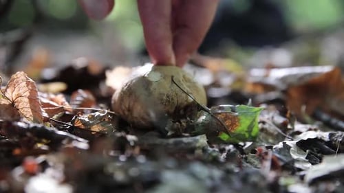 raw forest mushrooms on the lawn