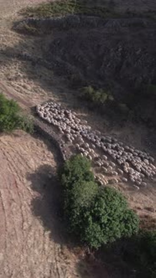 Aerial view of a large flock of sheep grazing in a field